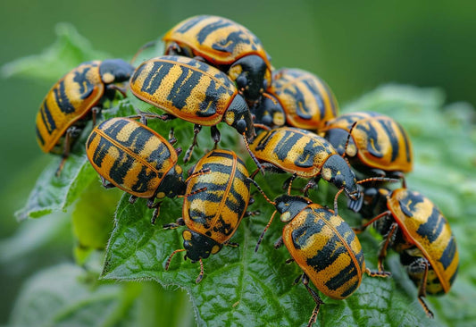 Grundlagen und Vorteile der natürlichen Schädlingsbekämpfung: So klappt's im Garten